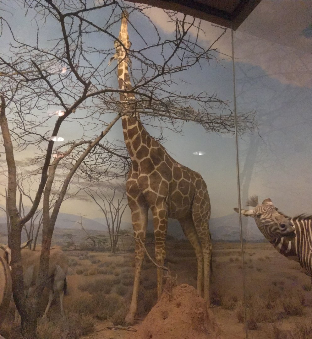 African Hall Reticulated Giraffe