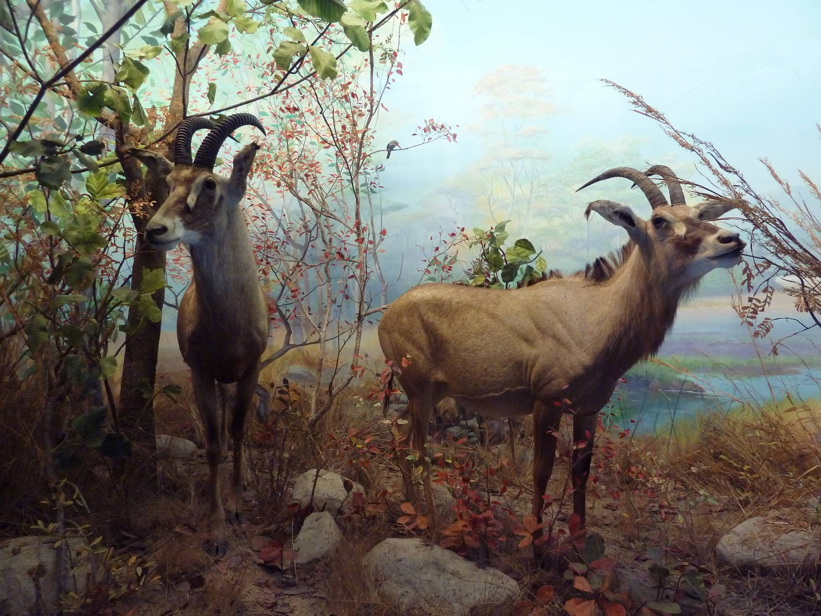 African Hall - Roan Antelope Diorama