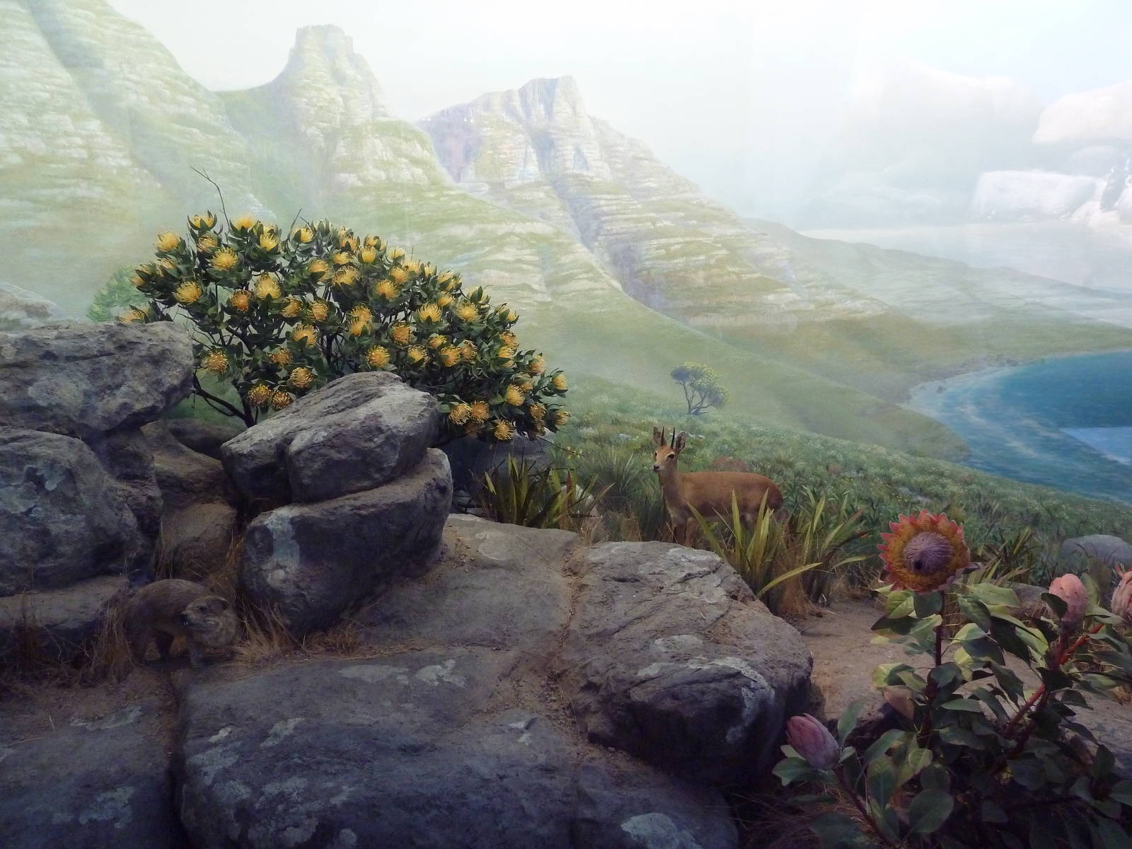 African Hall - Rock Hyrax/Steinbok Diorama