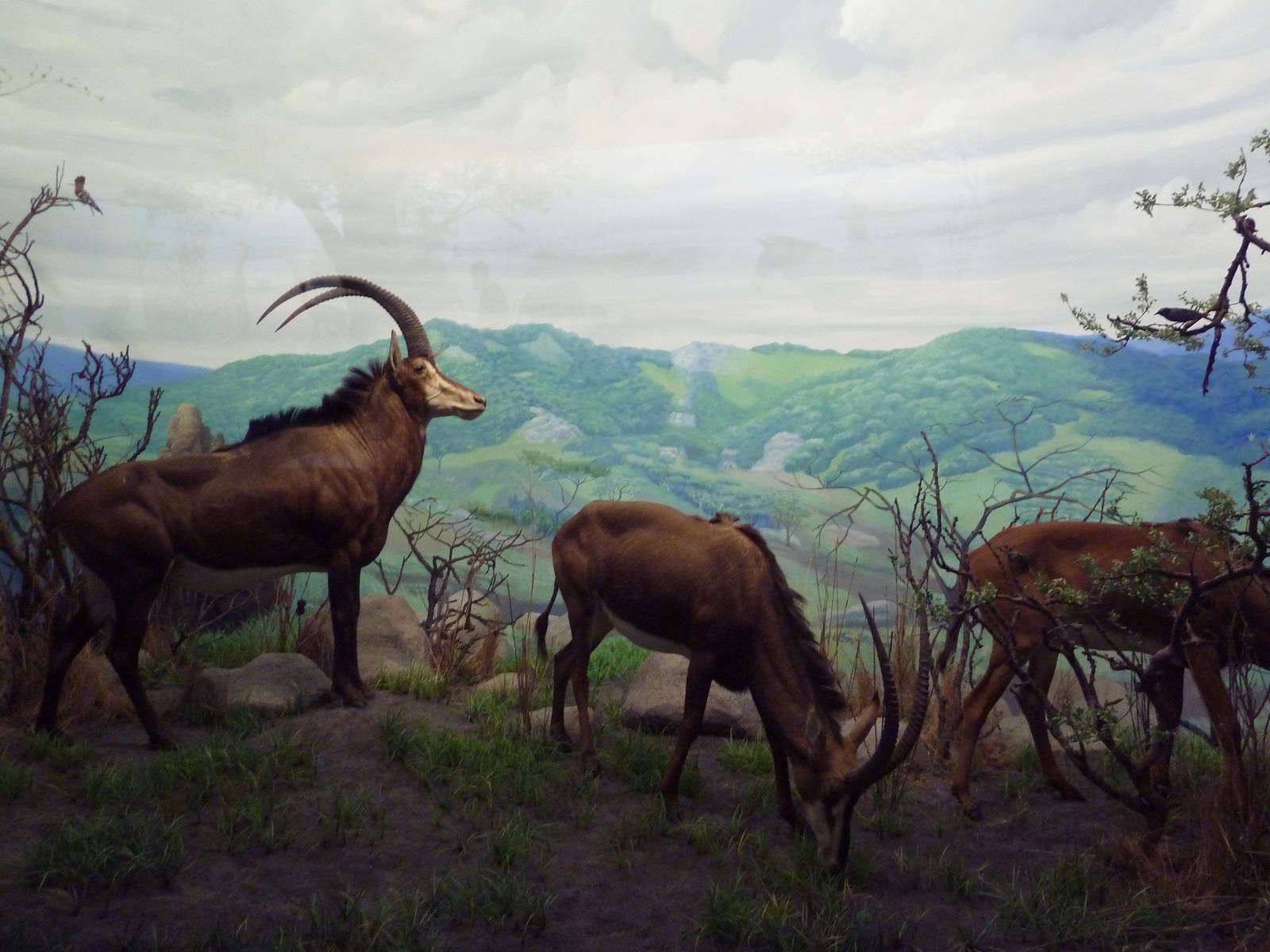 African Hall - Sable Antelope Diorama