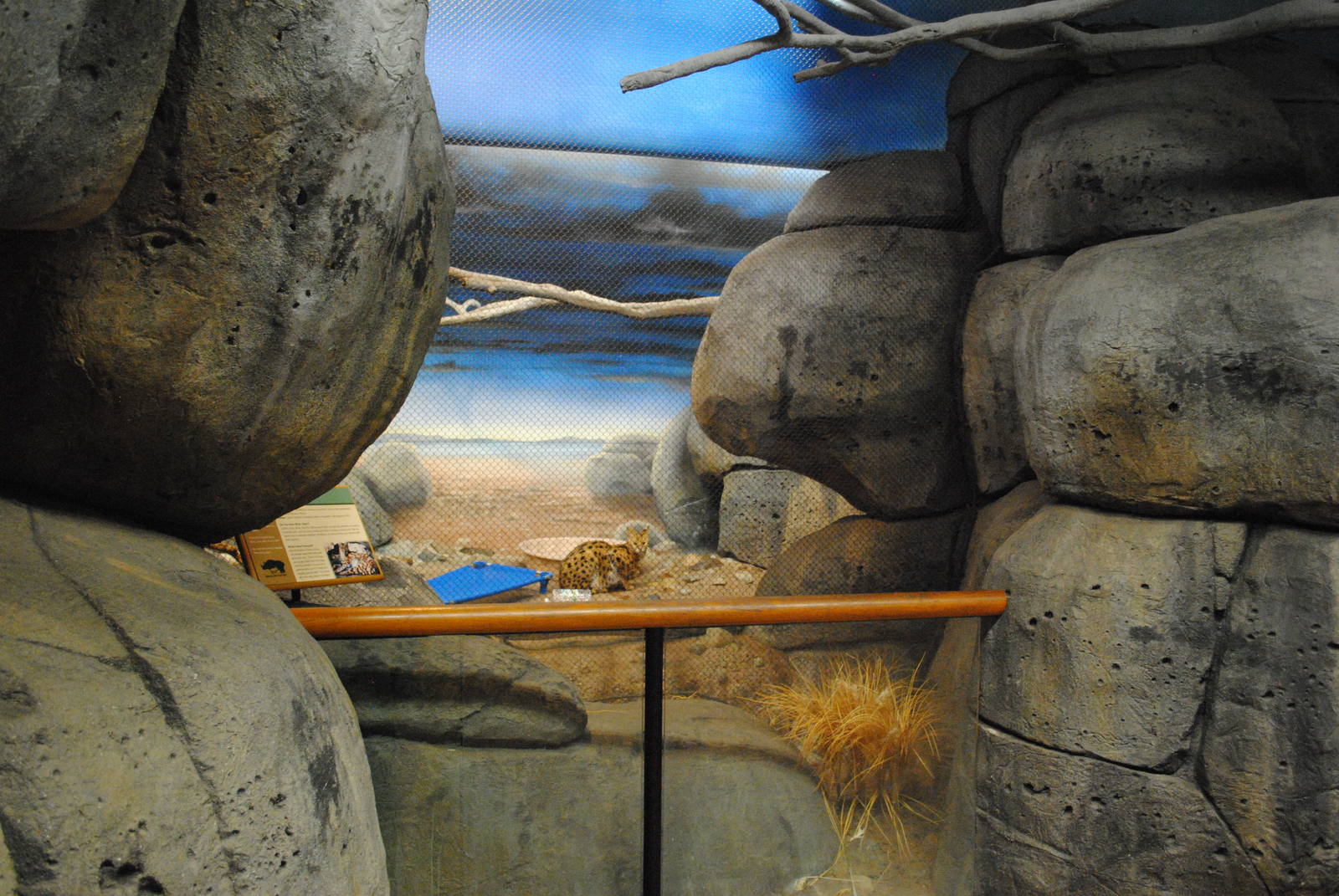 African Hall - Serval exhibit
