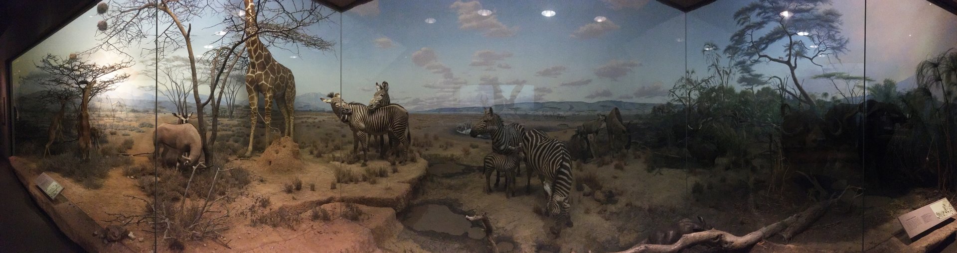 African Hall Watering Hole Closeup