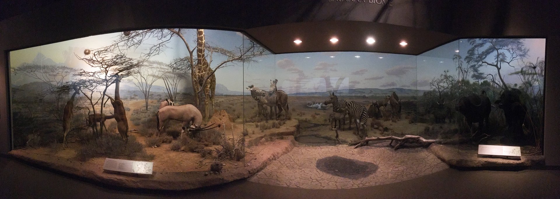 African Hall Watering Hole