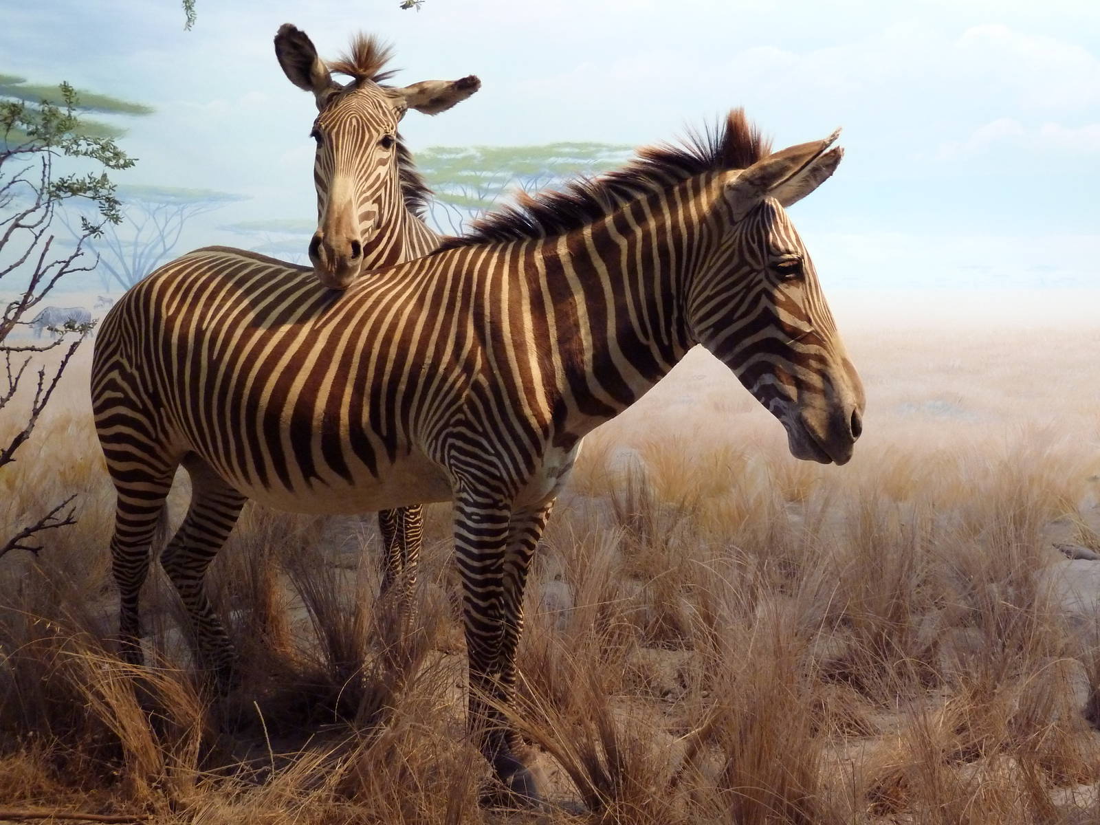 African Hall - Zebra Diorama