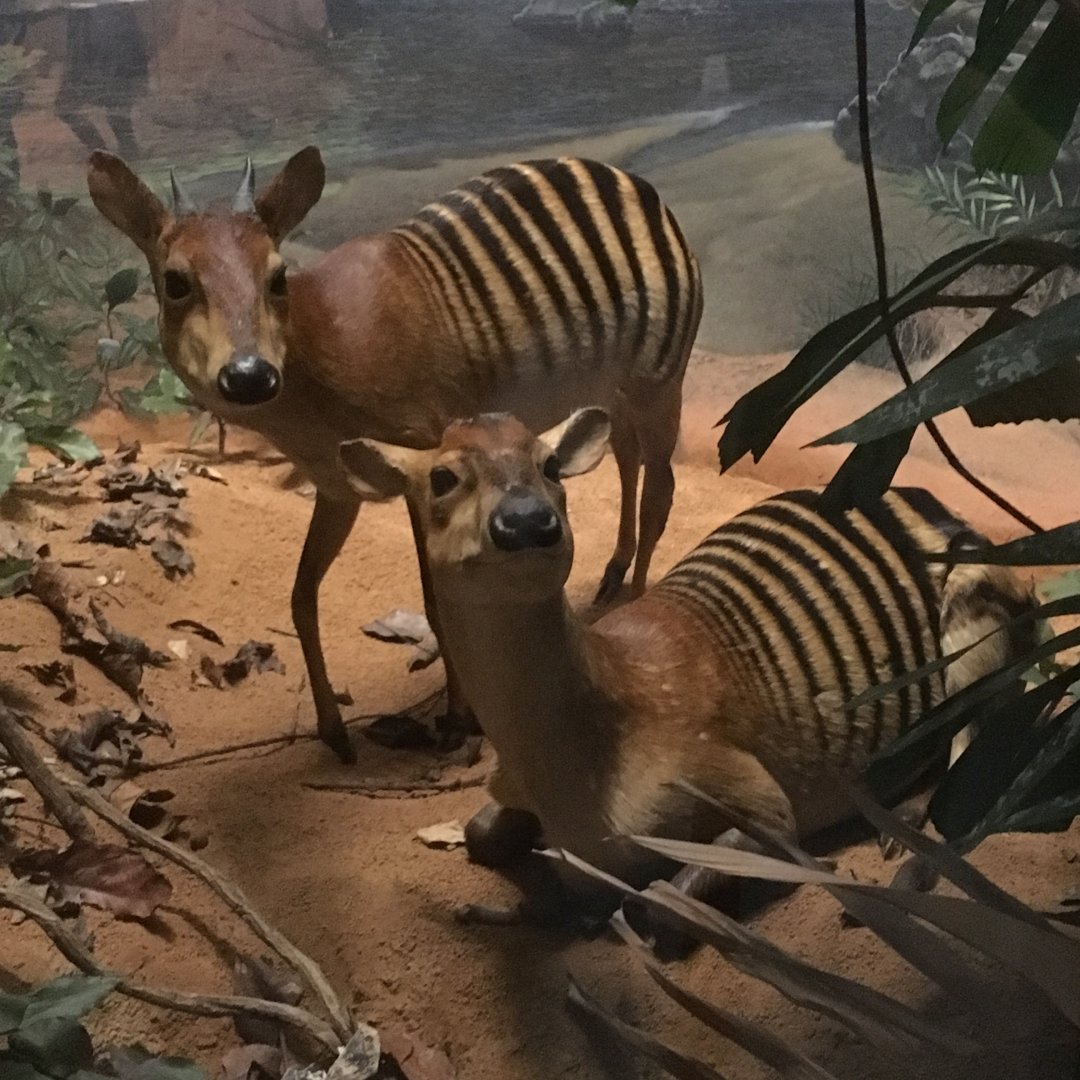 African Hall Zebra Duikers
