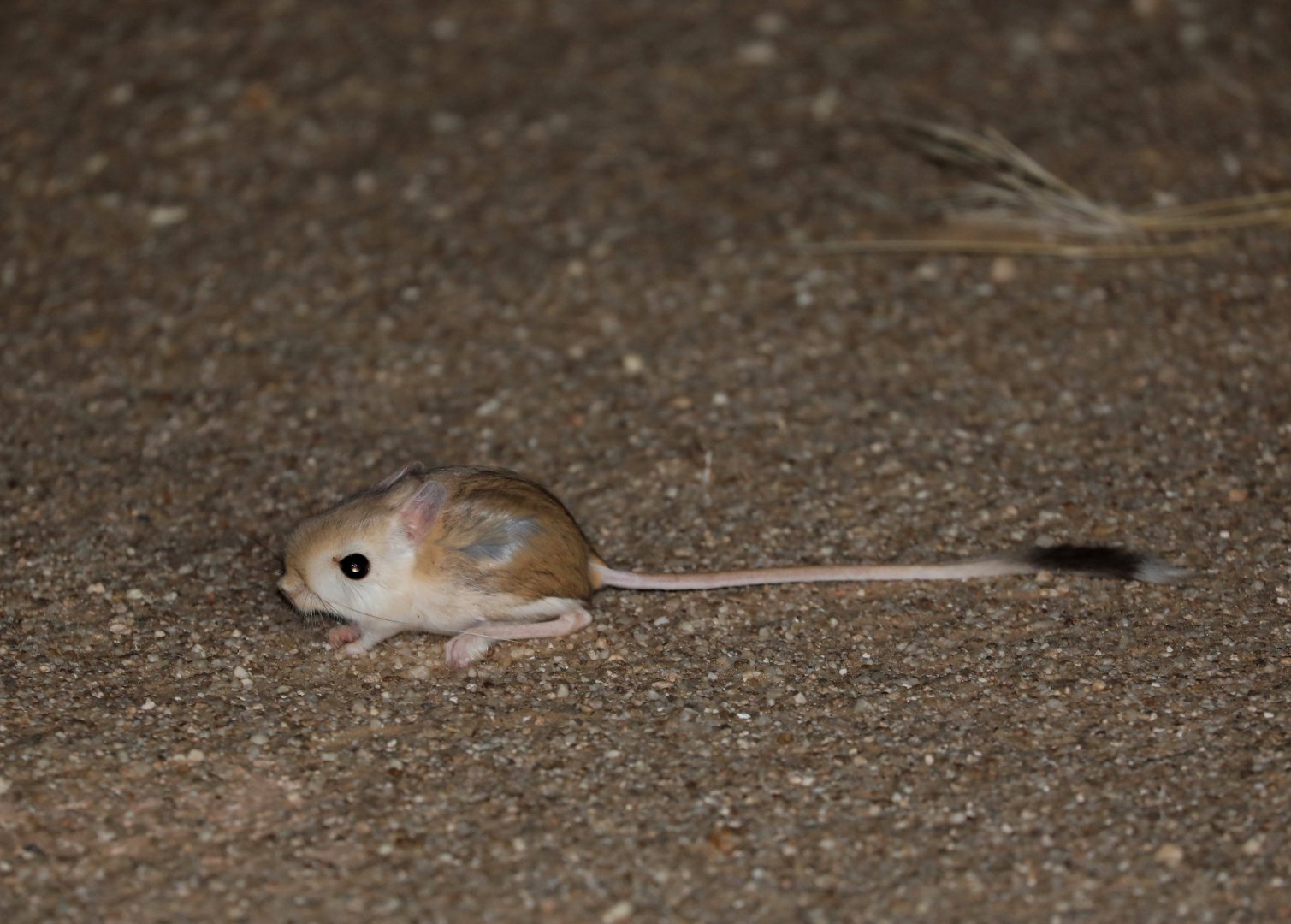 African Hammada Jerboa (Jaculus hirtipes)
