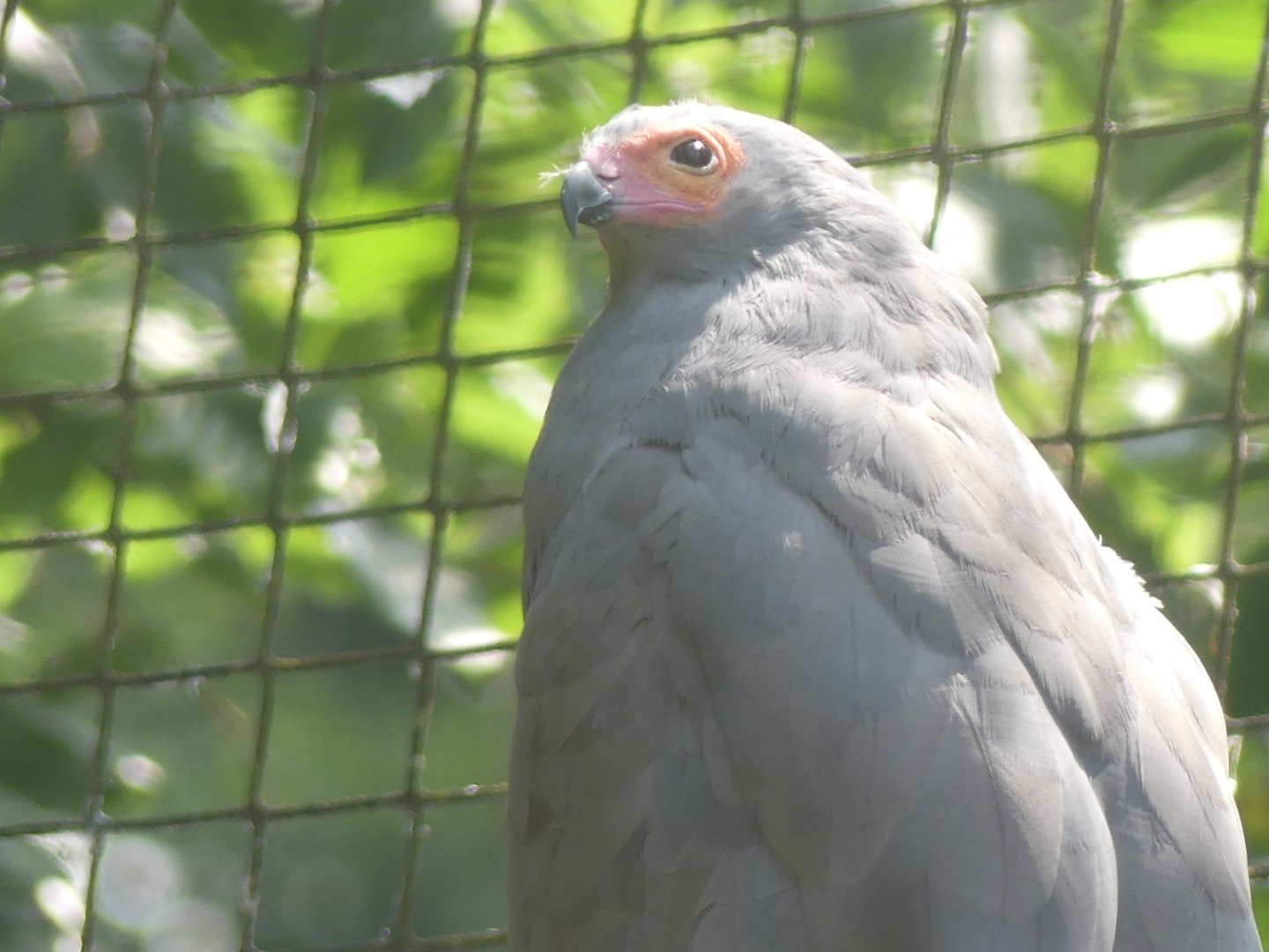African Harrier Hawk - 18.08.24