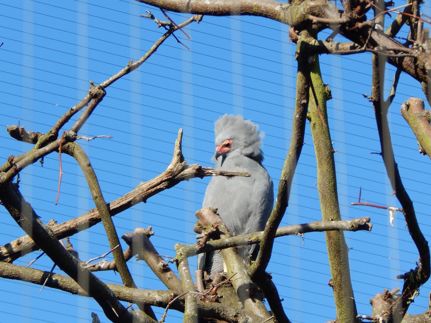 African harrier-hawk 180322