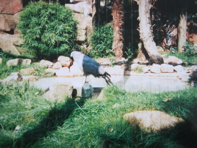 African Harrier Hawk 6/10/99.