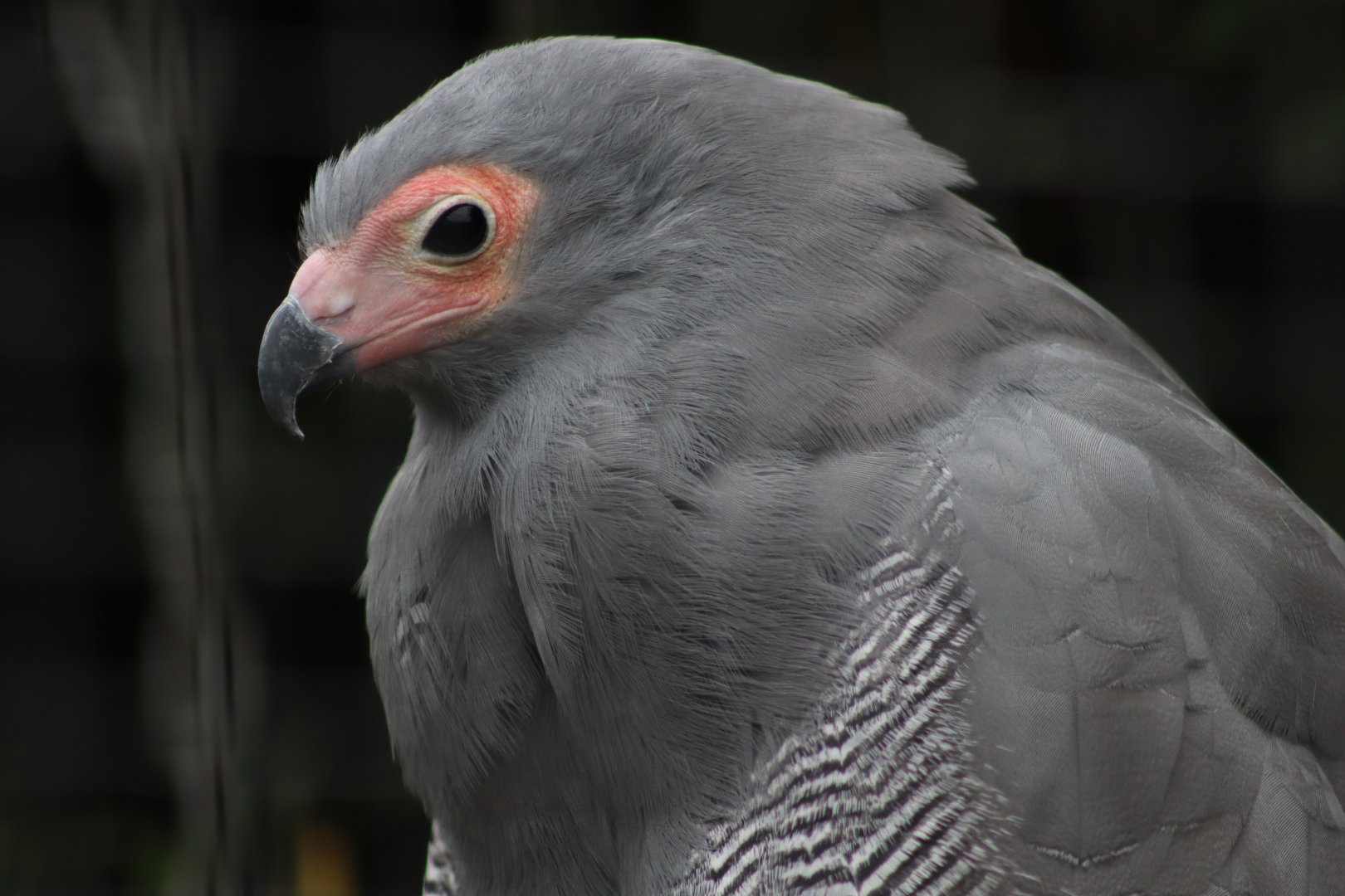African Harrier-hawk - 7 September 2020