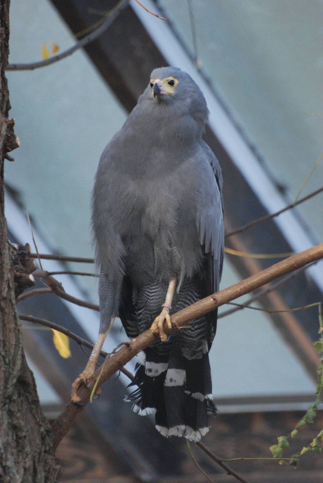 African Harrier Hawk at London, 16/11/11