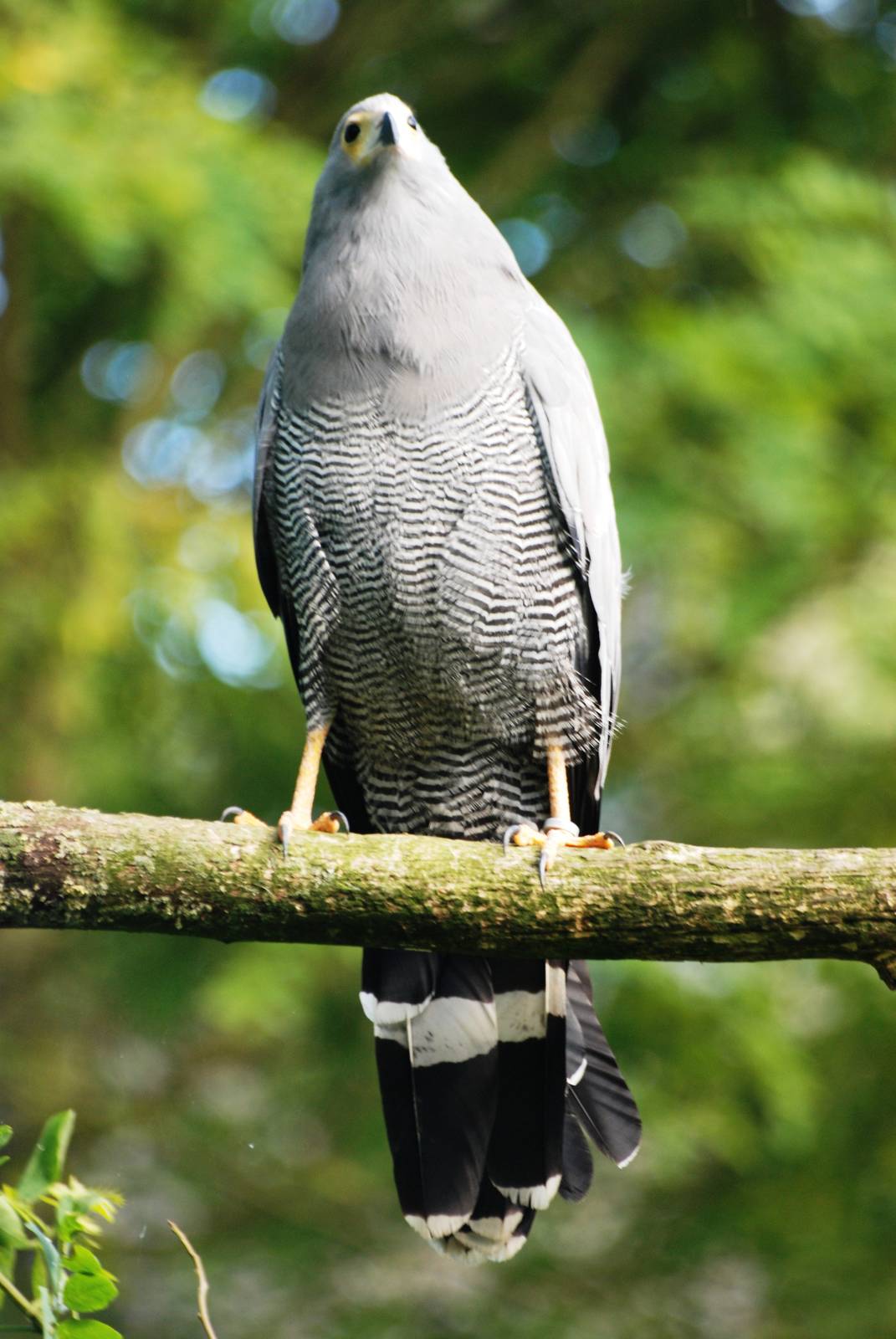 African Harrier Hawk at Pairi Daiza, 31/08/14