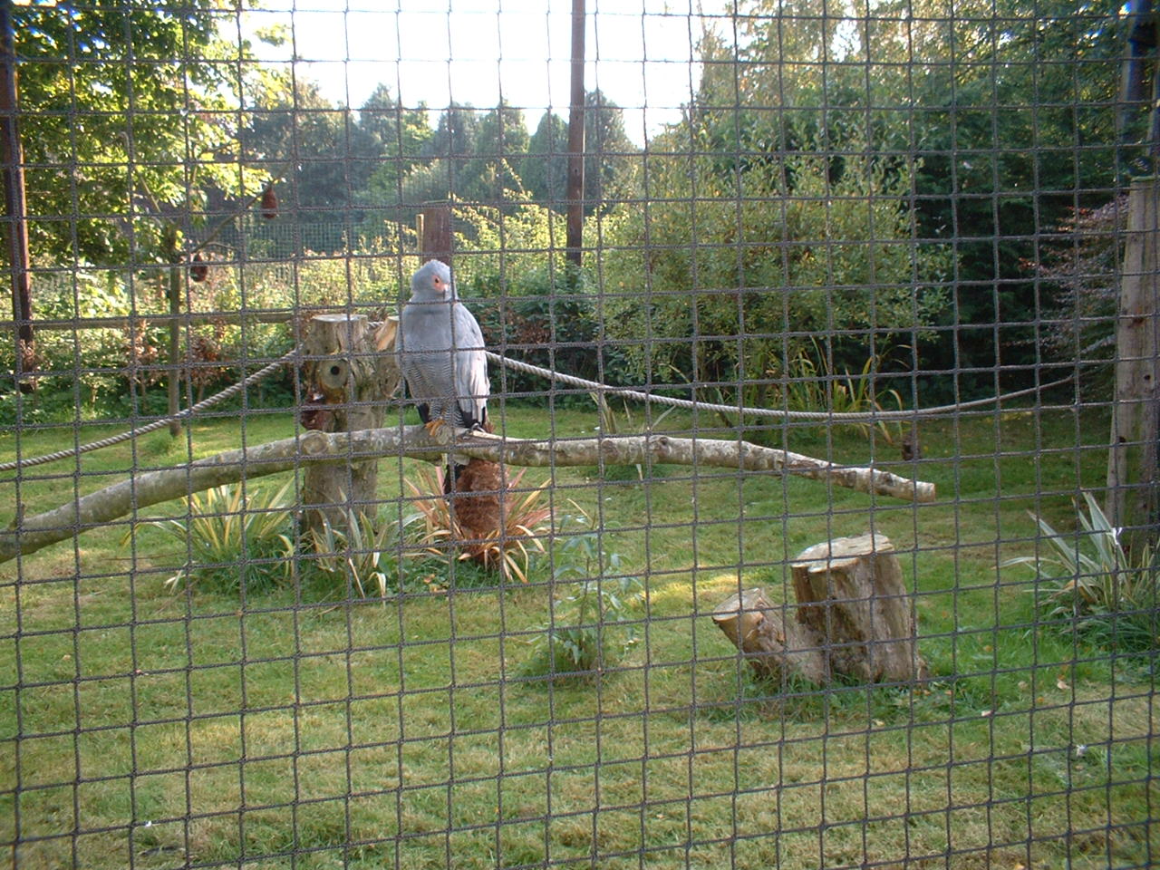African Harrier Hawk at The Hawk Conservancy in Andover, 12 October 2008
