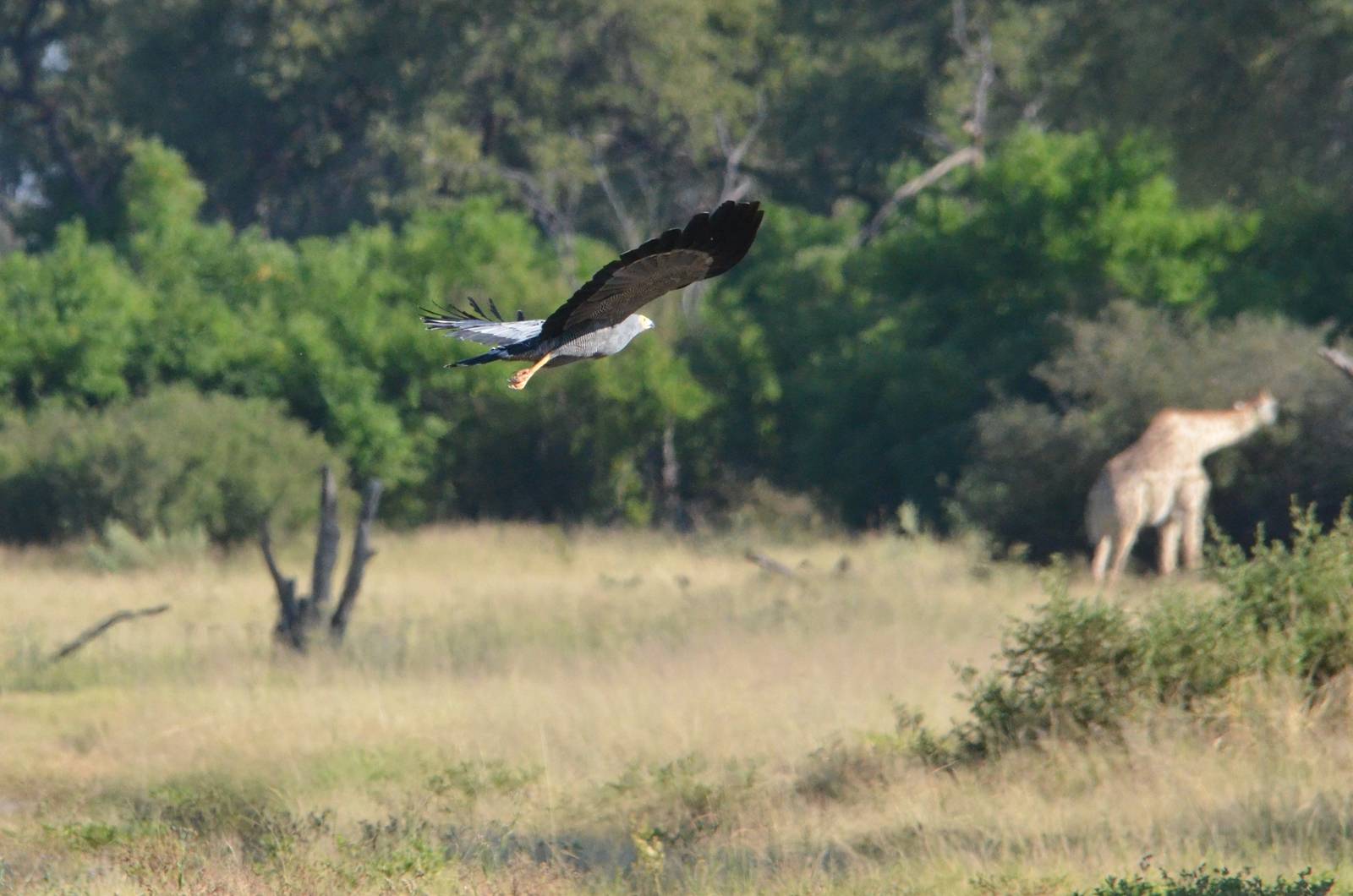 African Harrier-Hawk, Khwai Community Area, Botswana, 26/04/16