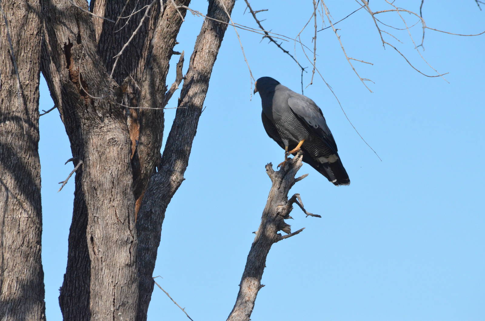 African Harrier-Hawk, Khwai Community Area, Botswana, 26/04/16