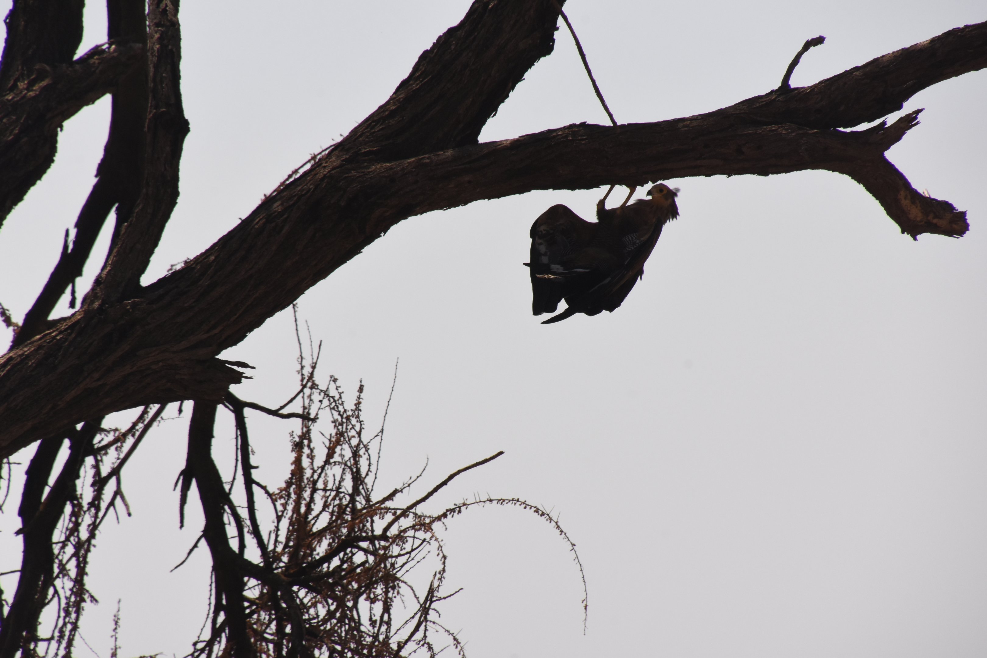 African harrier hawk on the hunt
