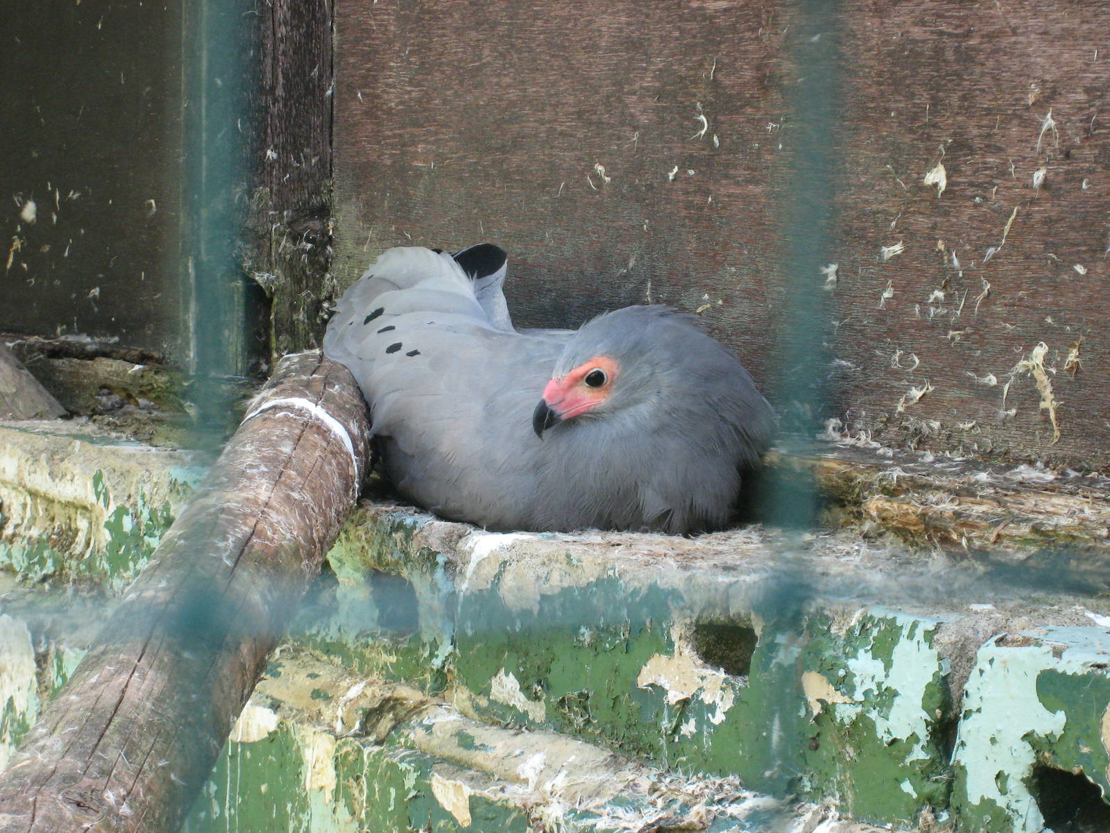African Harrier Hawk or Gymnogene at Liberty`s