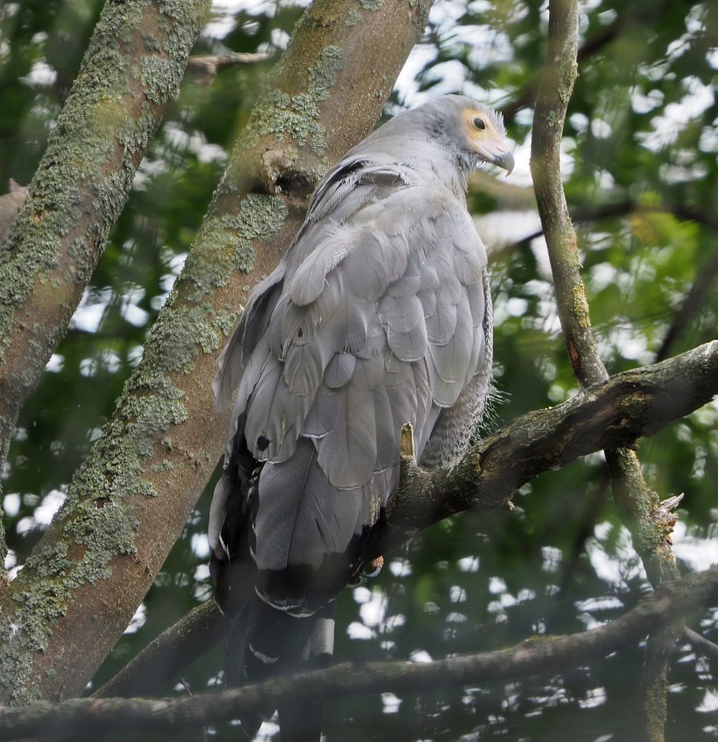 African harrier hawk or Gymnogene (Polyboroides typus), 2020-09-02