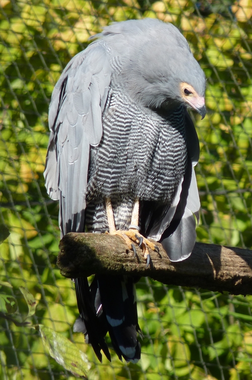 African harrier-hawk or gymnogene (Polyboroides typus)