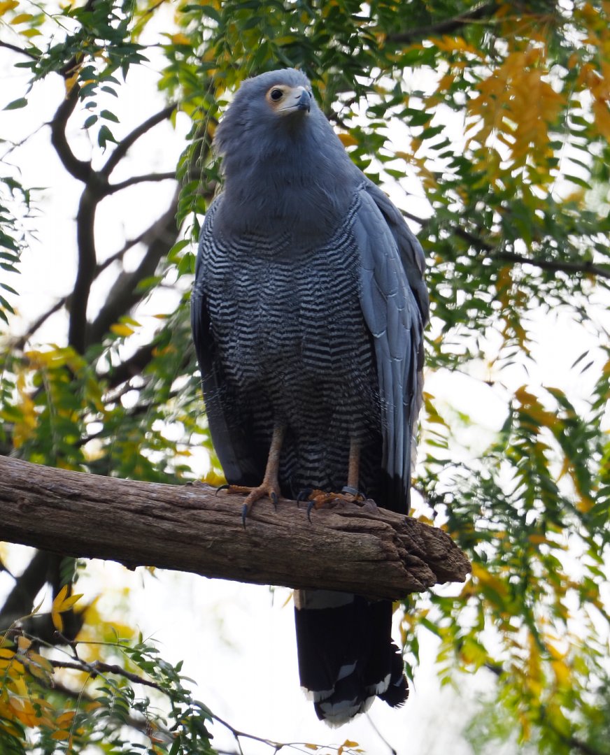 African harrier hawk (Polyboroides typus), 2019-10-05