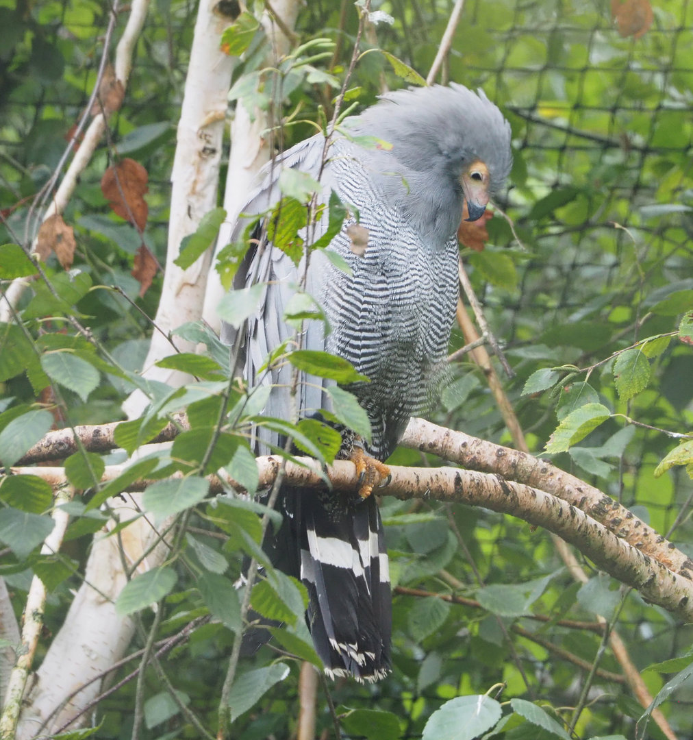 African harrier-hawk (Polyboroides typus), 2022-09-14