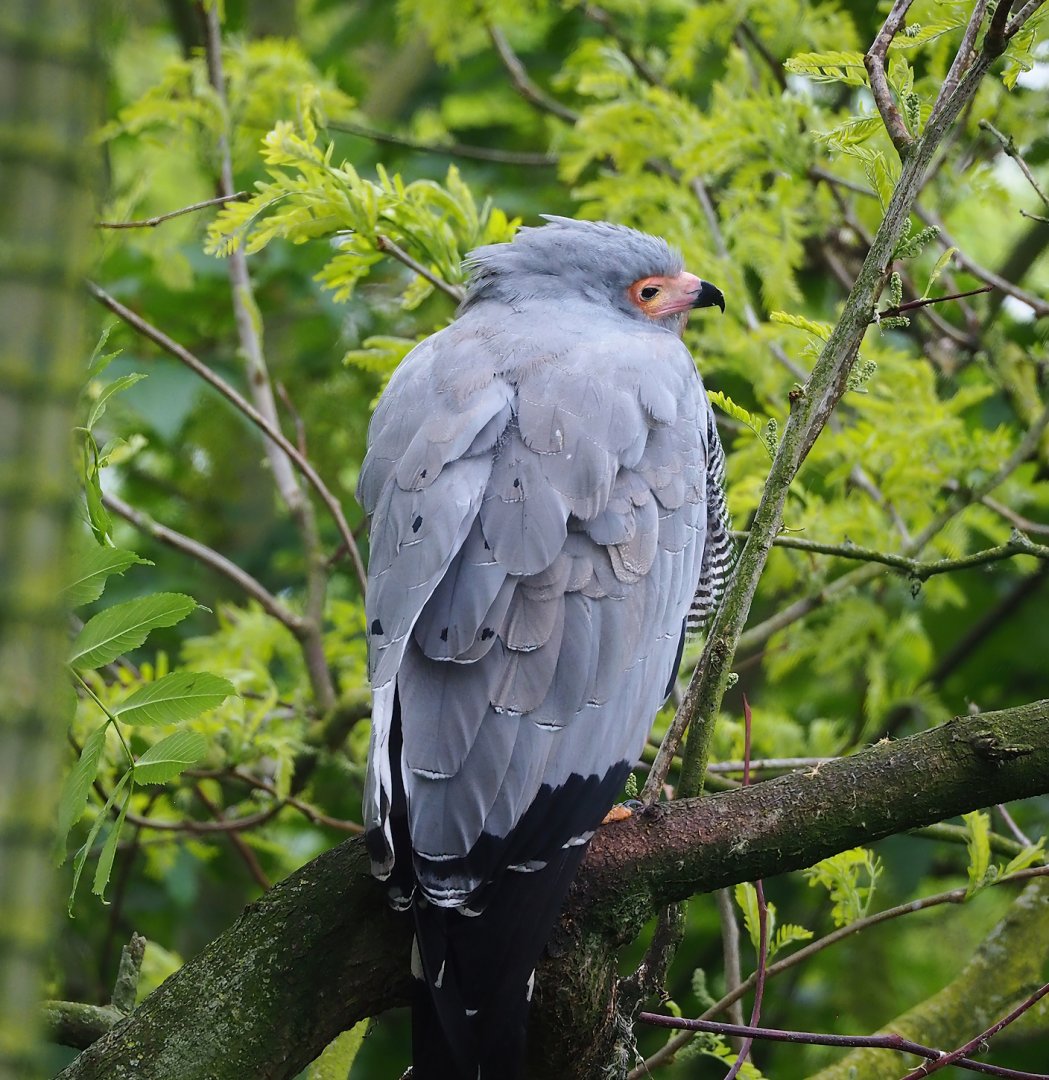 African harrier hawk (Polyboroides typus), 2023-05-15