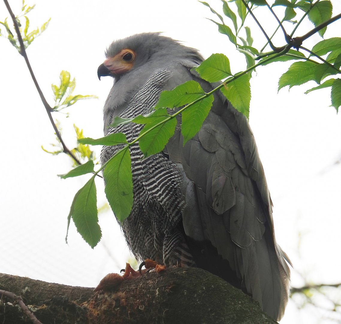African harrier hawk (Polyboroides typus), 2023-05-15