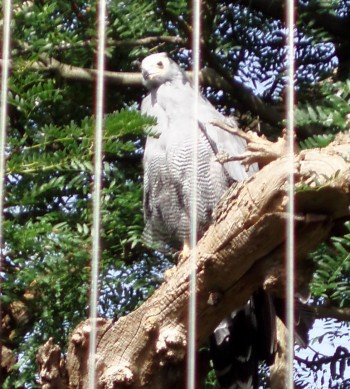 African Harrier-hawk (Polyboroides typus)