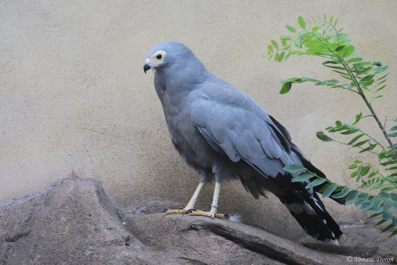 African Harrier-hawk (Polyboroides typus)
