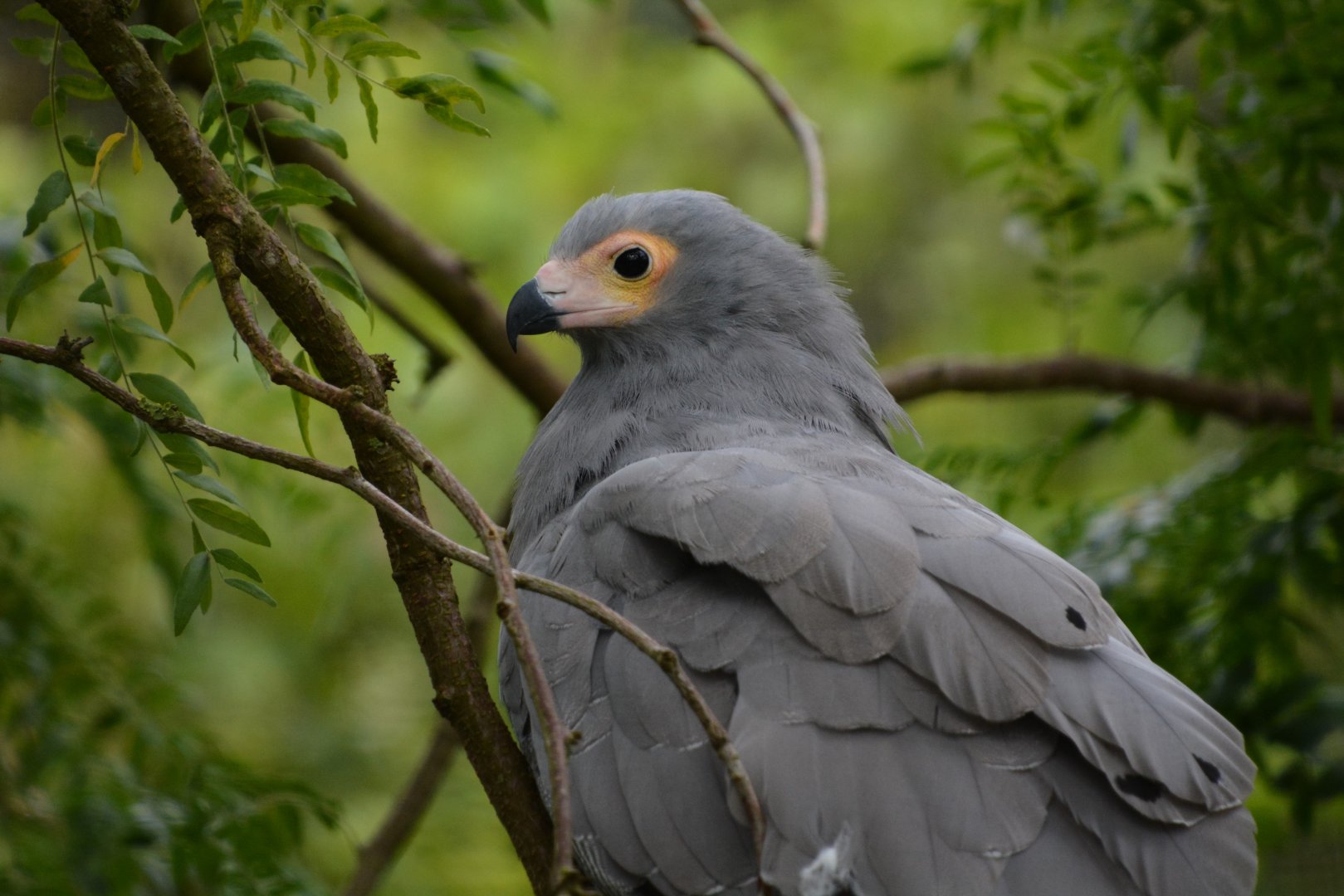 African harrier-hawk (Polyboroides typus)