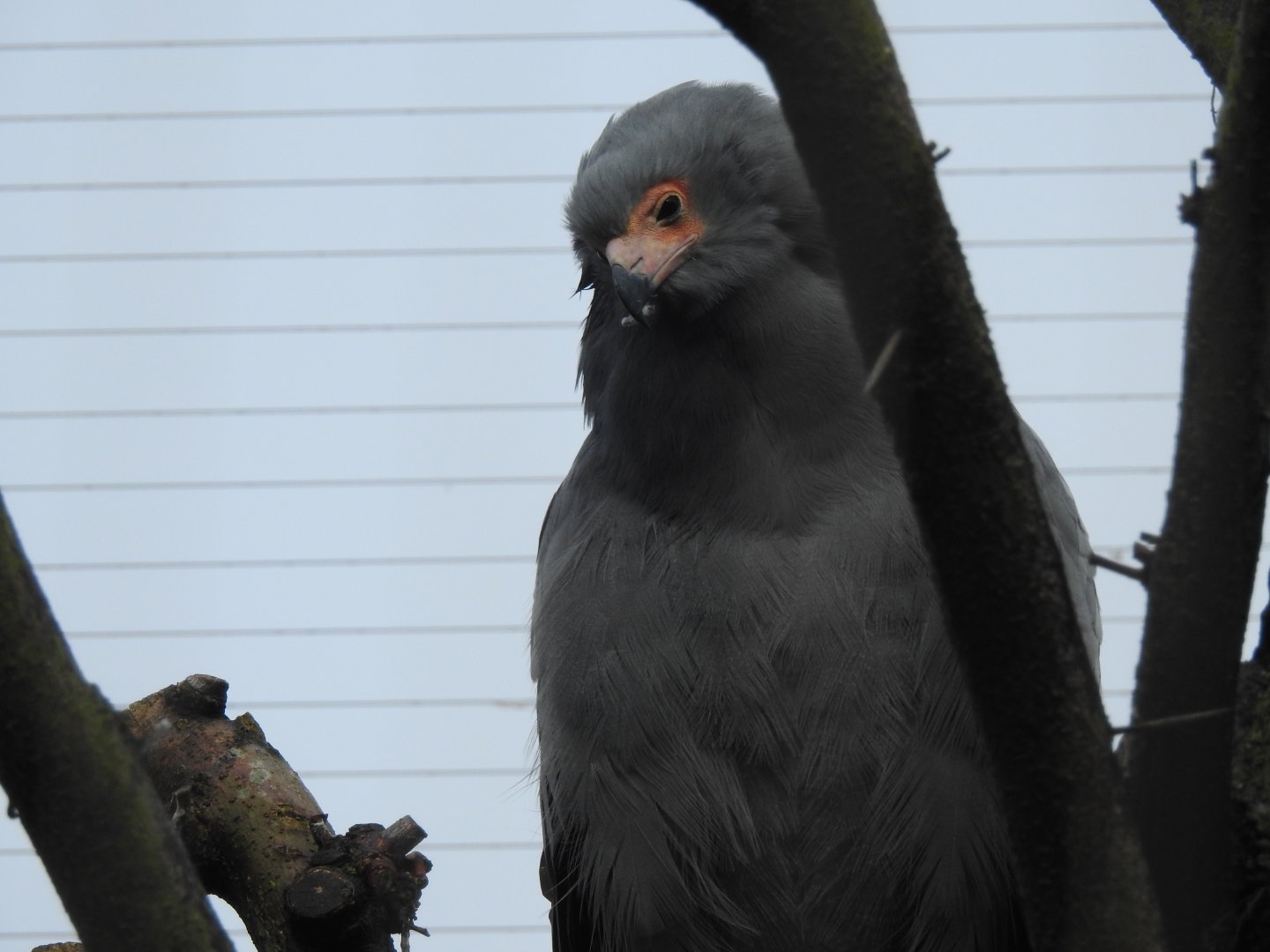 African Harrier Hawk (Polyboroides typus)