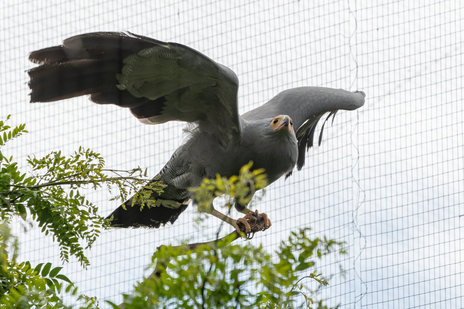 African Harrier-hawk (Polyboroides typus)