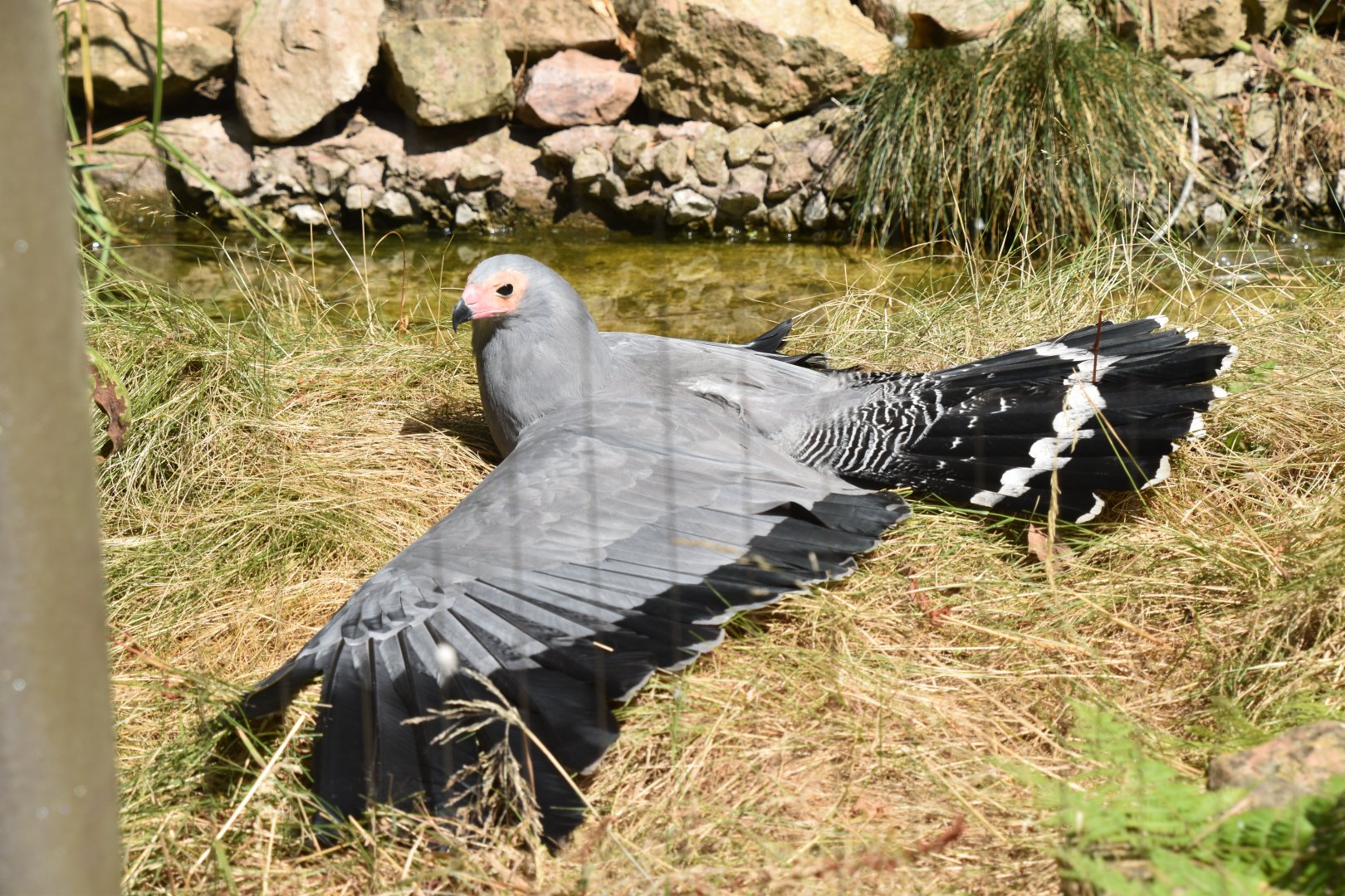 African harrier hawk sunbathing