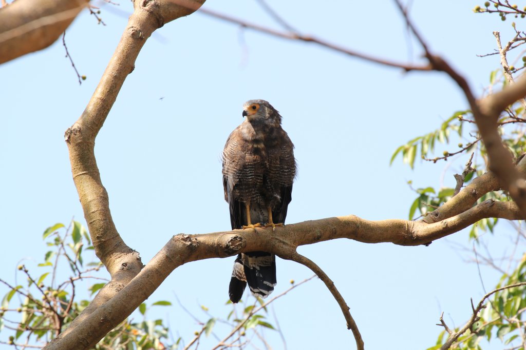 African Harrier Hawk - wild bird