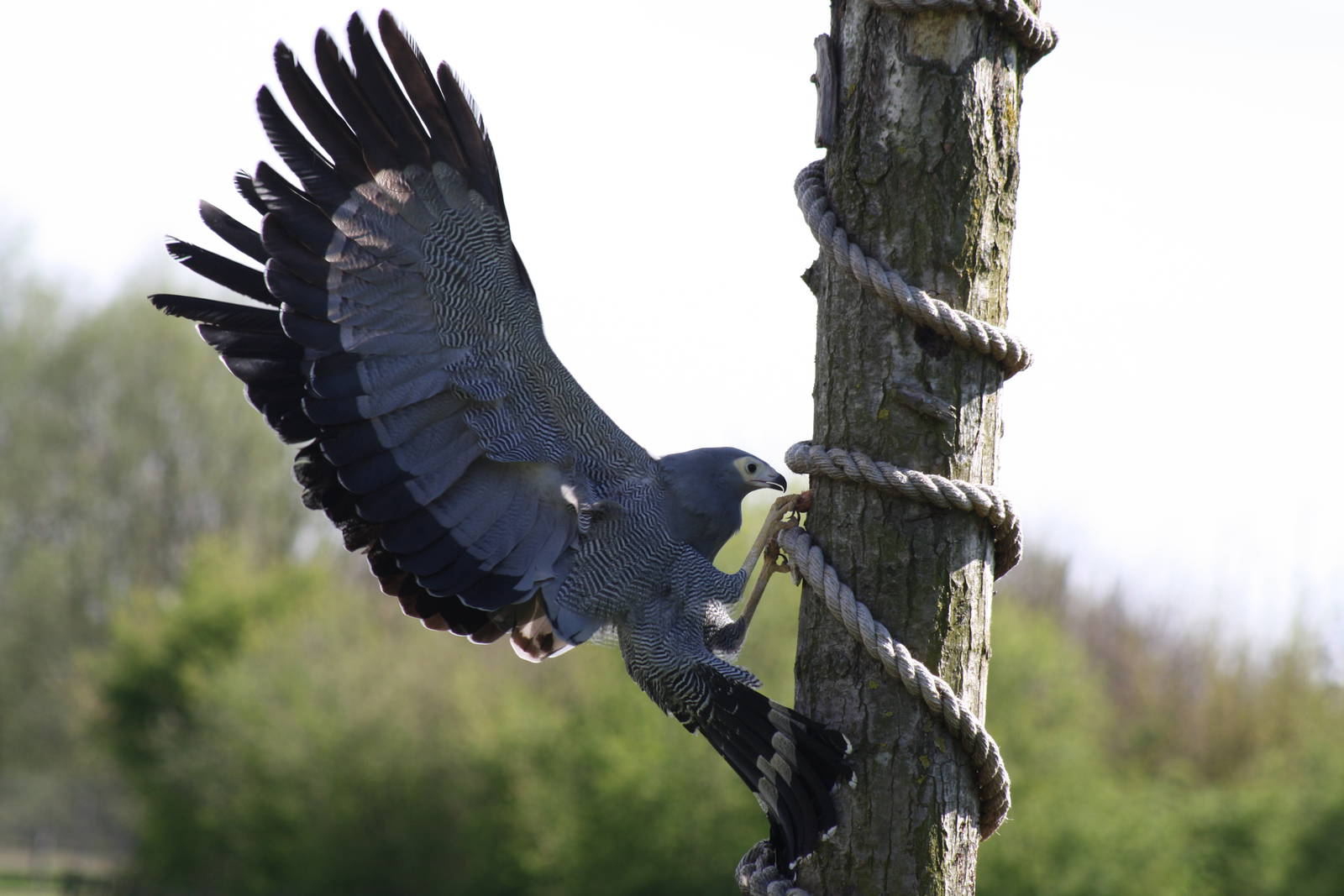 African Harrier Hawk