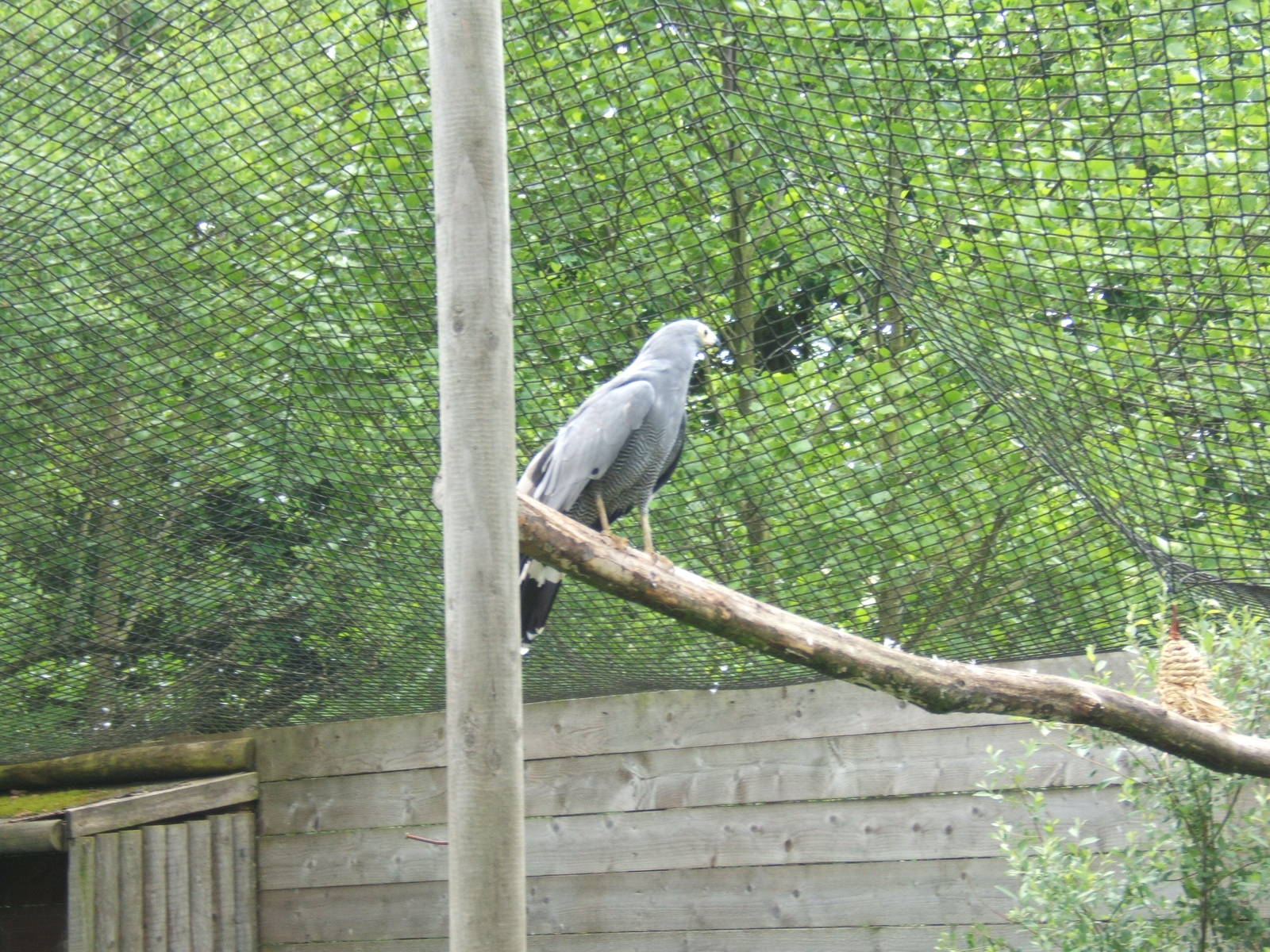 African Harrier Hawk
