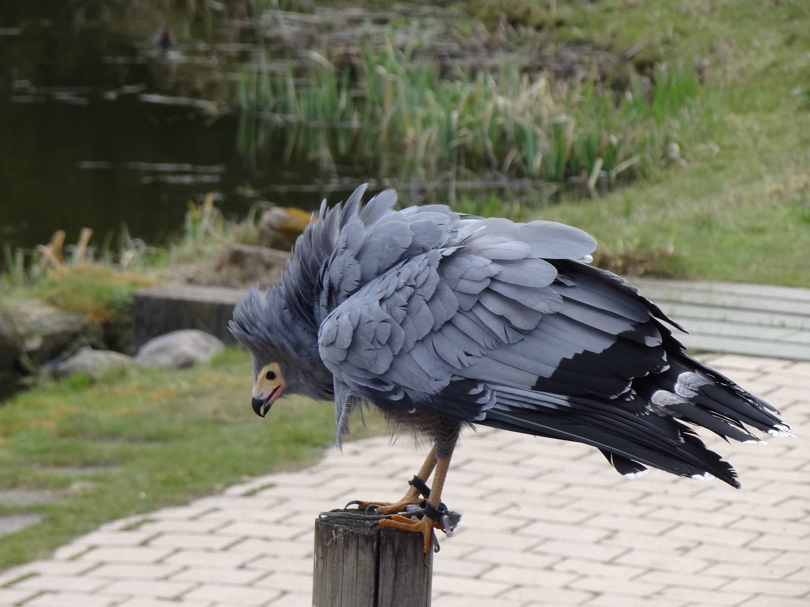 African harrier-hawk