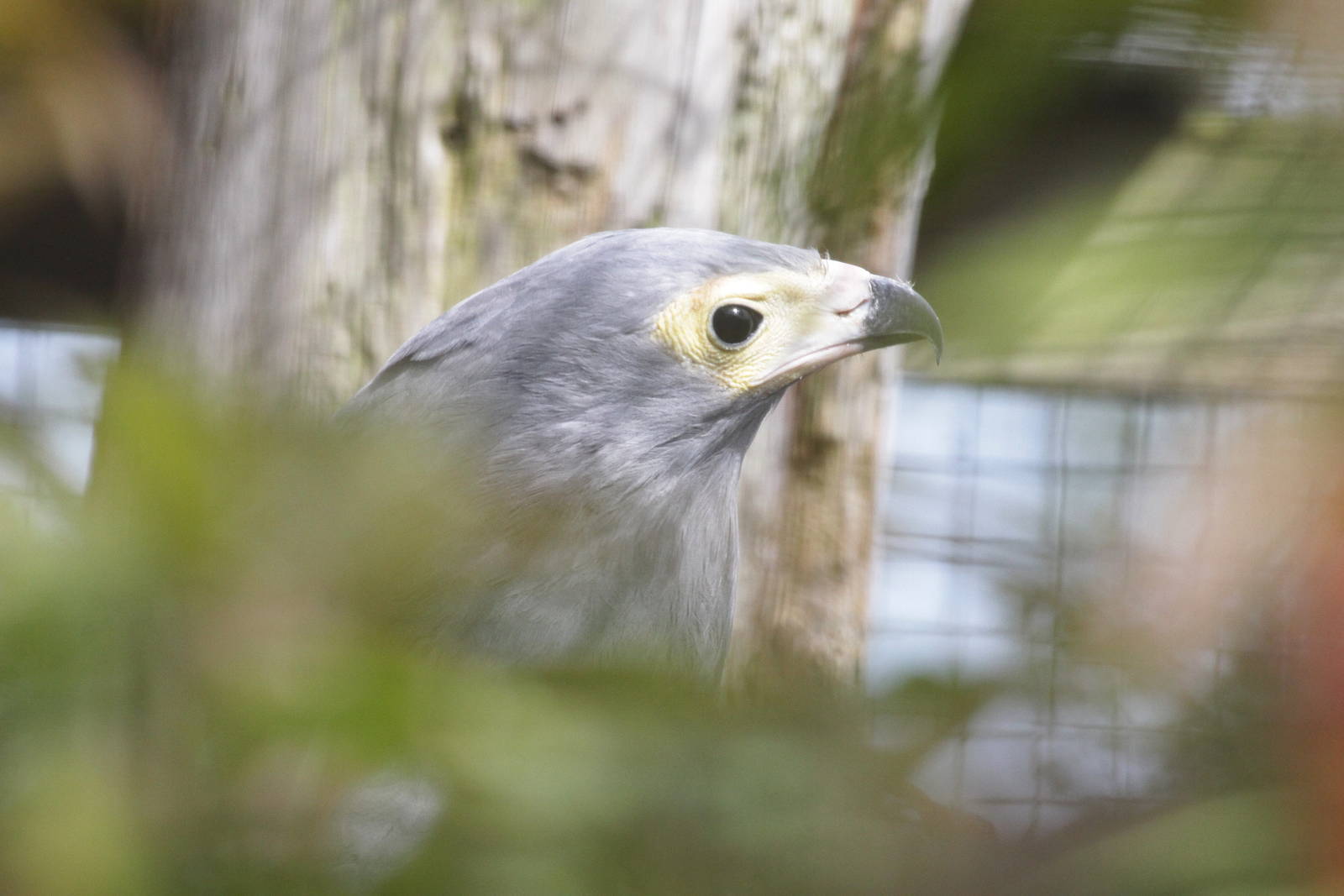 African Harrier Hawk