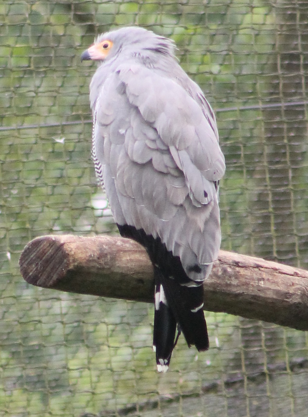 African Harrier Hawk