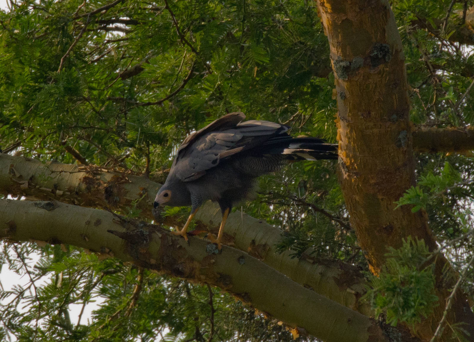 African Harrier Hawk