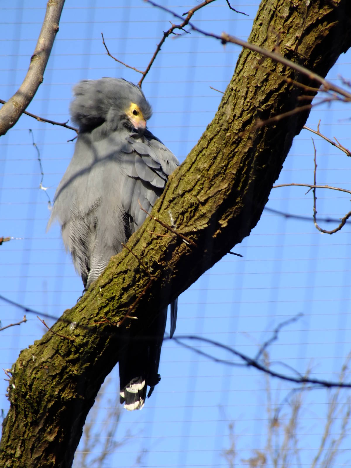 African Harrier-Hawk