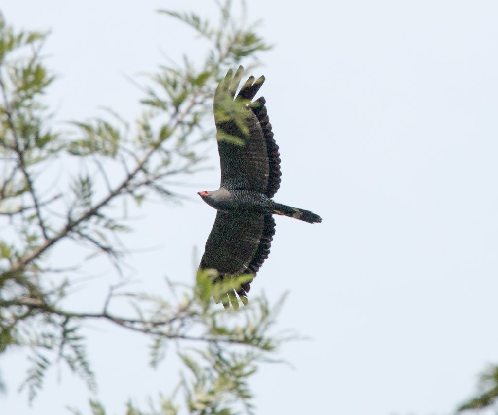 African Harrier Hawk