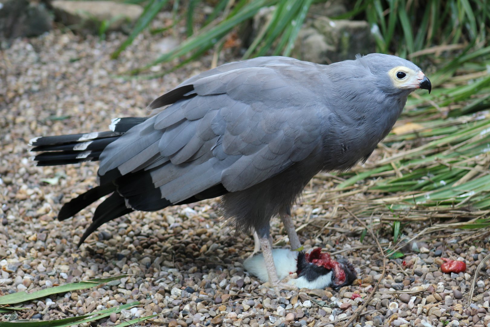 African Harrier-Hawk
