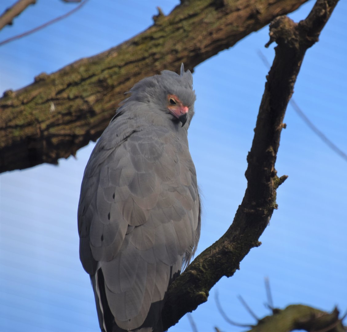 African harrier hawk