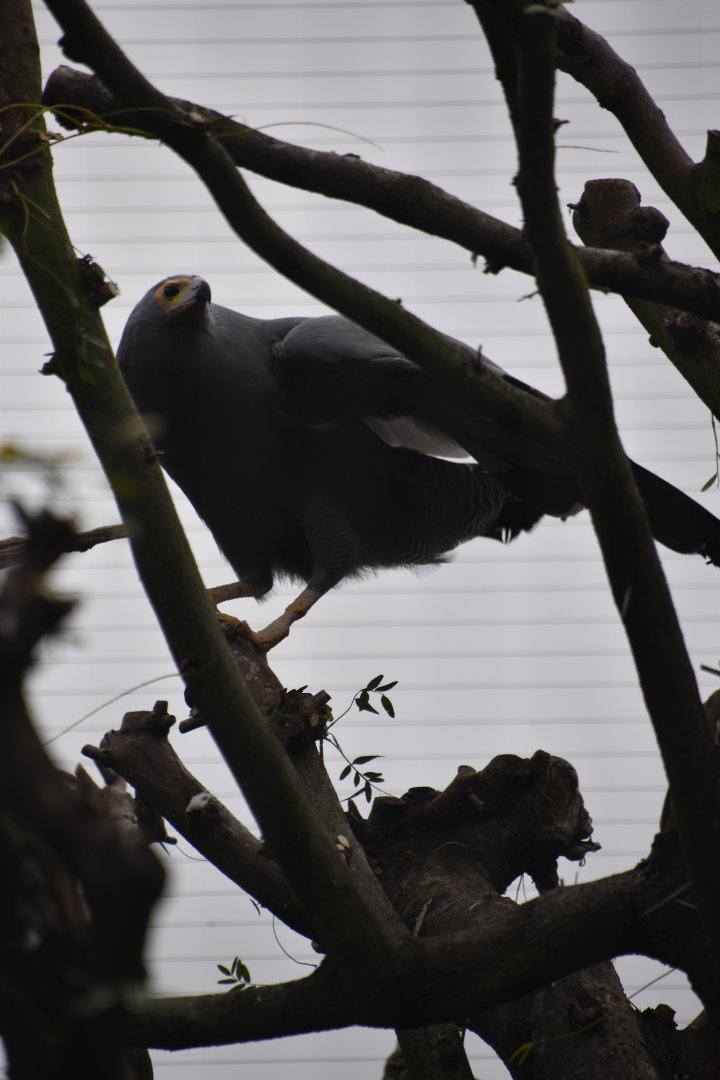 African harrier hawk