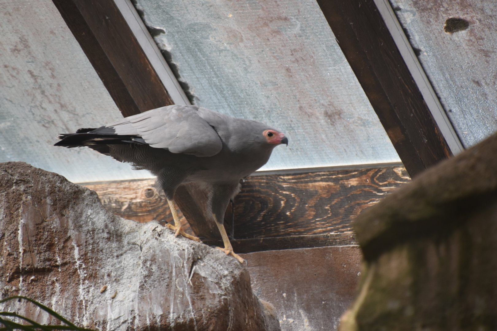 African harrier hawk
