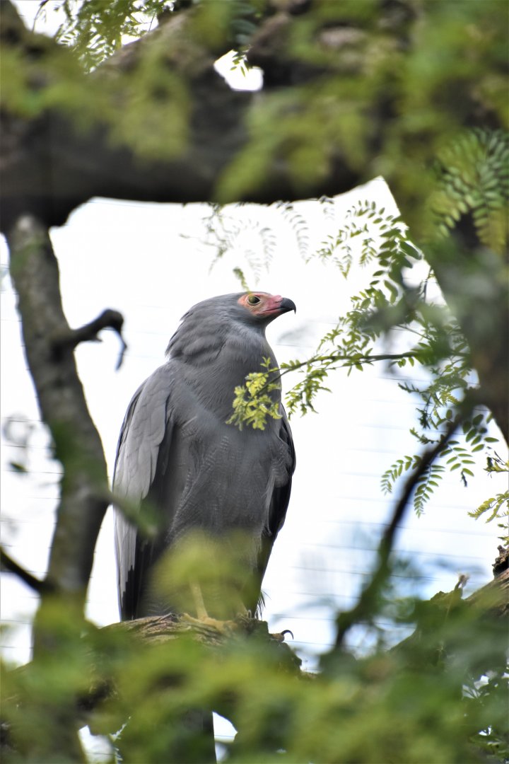African harrier hawk