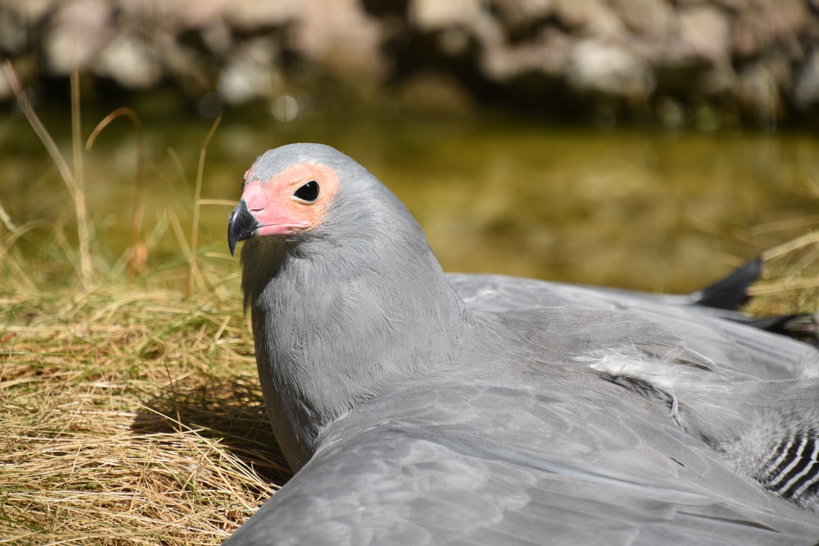 African harrier hawk