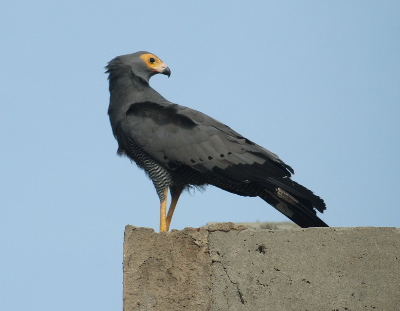 African harrier-hawk