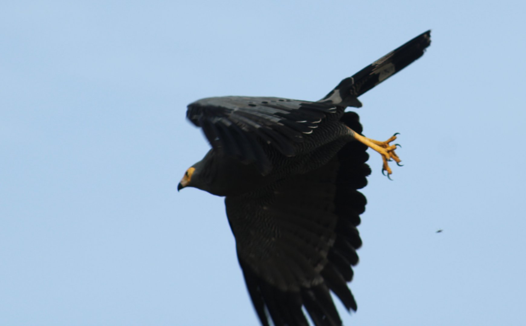 African harrier-hawk